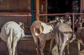 Fine Asses of Asses-7951.jpg Fine Asses of Asses-7951.jpg
